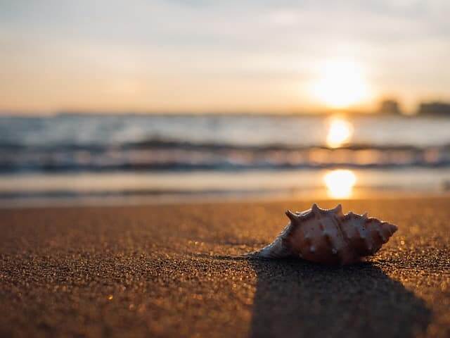 immagine articolo